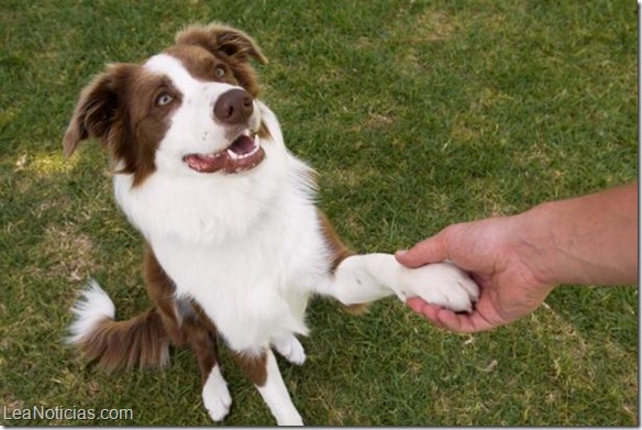 Las 10 maneras más comunes en que tu perro se mima Las 10 maneras más comunes en que tu perro se mima