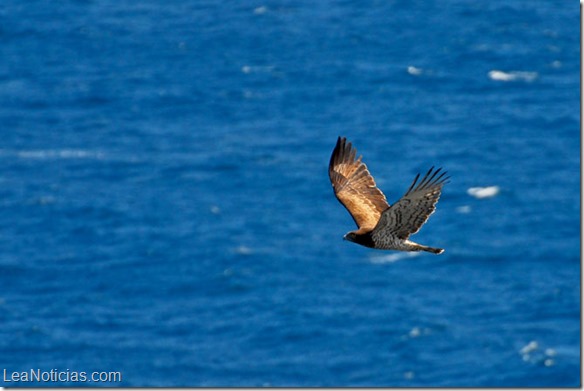 Las aves con capaces de oler su hogar al sobrevolar el océano