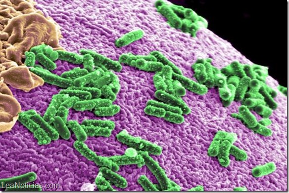 Las bacterias del organismo condicionan enfermedades como el cáncer y la diabetes