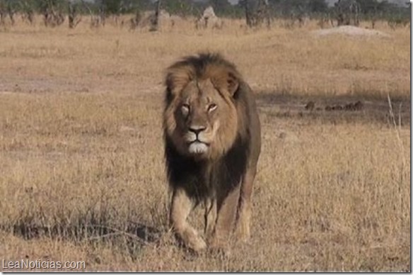 Piden la horca para el asesino del león Cecyl