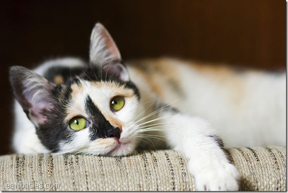 a qué se debe el ronroneo de los gatos