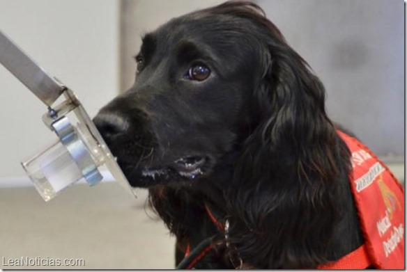 Utilizarán perros para detectar cáncer de próstata