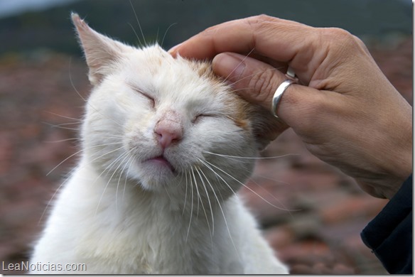 por qué qué los gatos ronronean