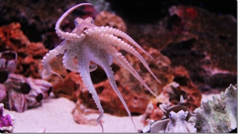 pulpo-alien-cientificos-japon-unico