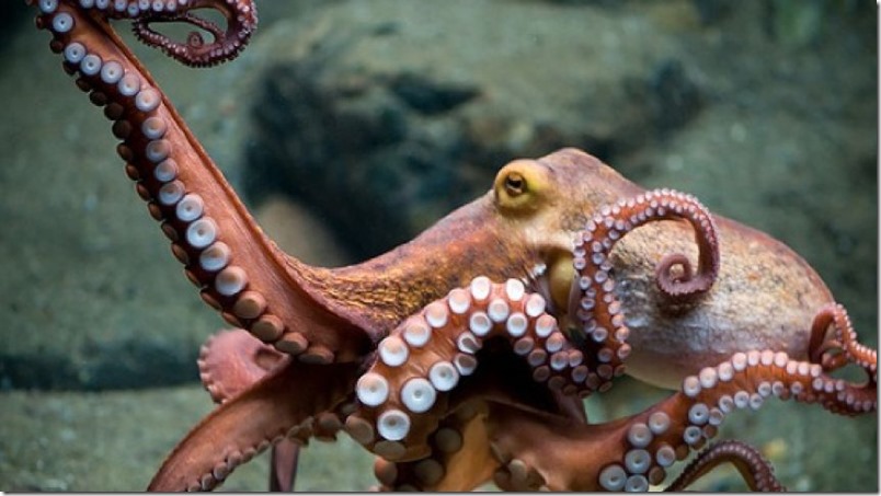 pulpo-alien-cientificos-japon