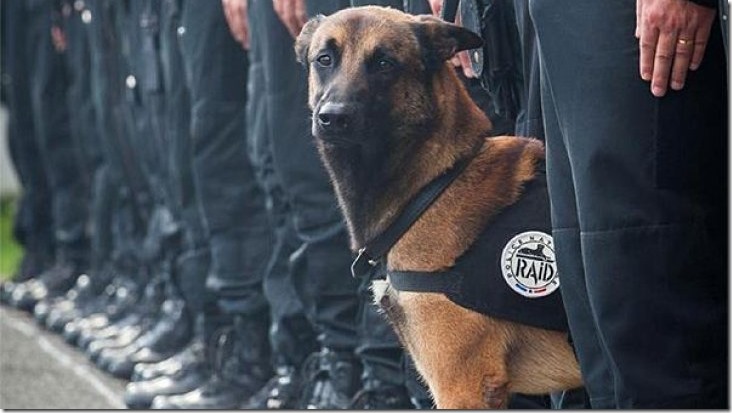 Diesel, el perro héroe que murió en operativo antiterrorista en Francia (fotos)