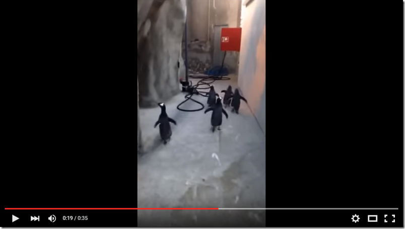 En video: Así intentaron escapar estos cinco pingüinos de un zoo