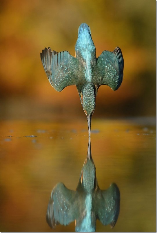 pajaro-entrando-al-agua