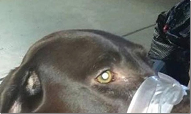 Publicó en Facebook una foto de su perro amordazado y lo que pasó fue sorprendente