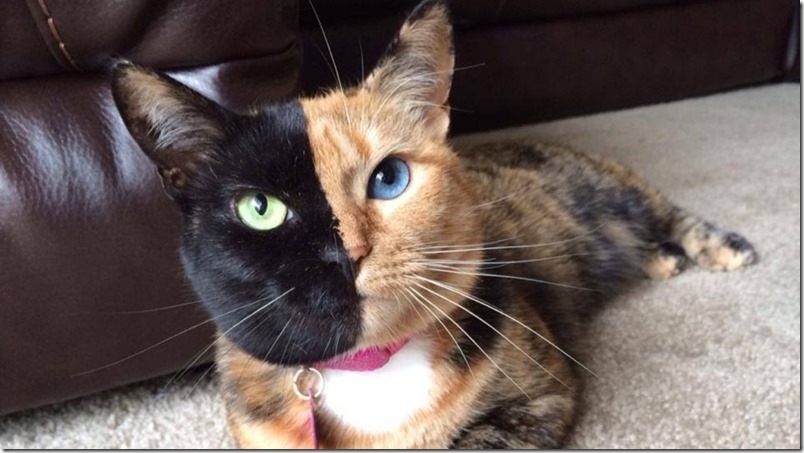 Venus, la gata con ‘dos caras’ que tiene casi un millón de seguidores en Facebook