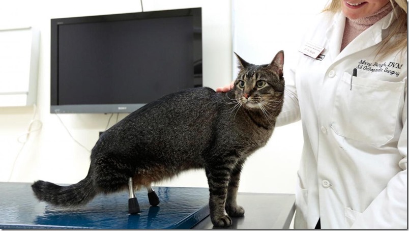 Este gato camina de nuevo gracias a sus piernas de titanio (video)