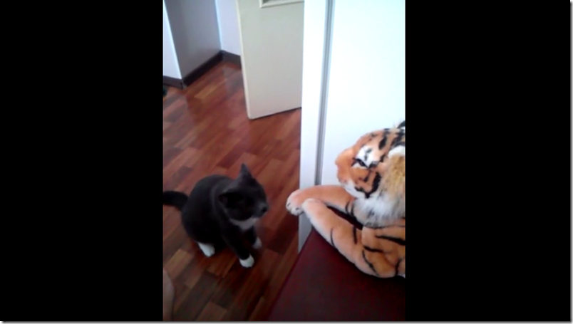 Mira como este gato se defiende de un tigre de peluche (video)