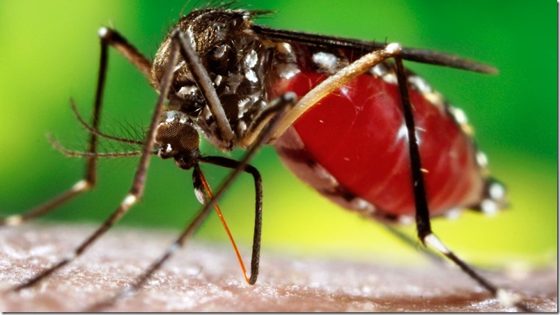 México es el primer país en aprobar una vacuna contra el Dengue
