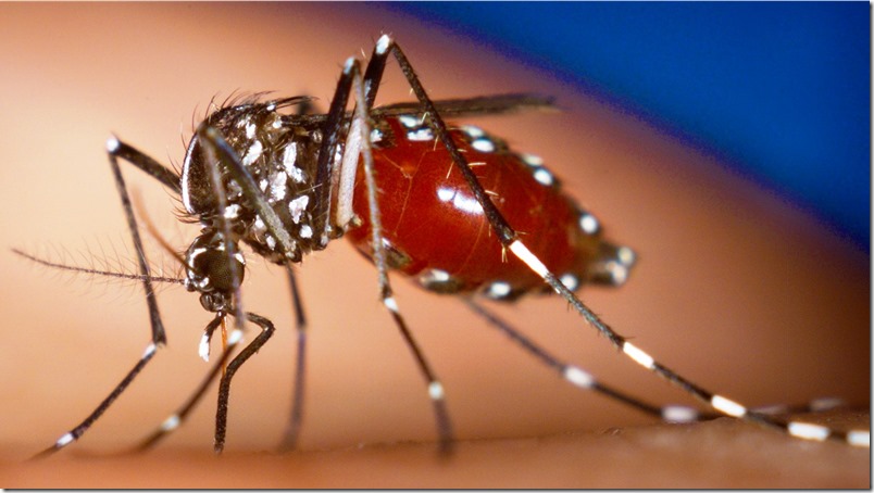 An Aedes albopictus female mosquito feeds on a human blood meal. Photo by James Gathany, Centers for Disease Control and Prevention