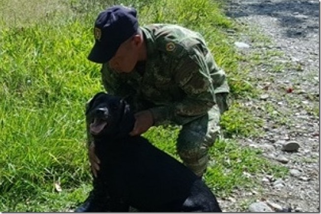 Perro antiexplosivos muere, pero salva a 30 soldados de caer en mina antipersonas