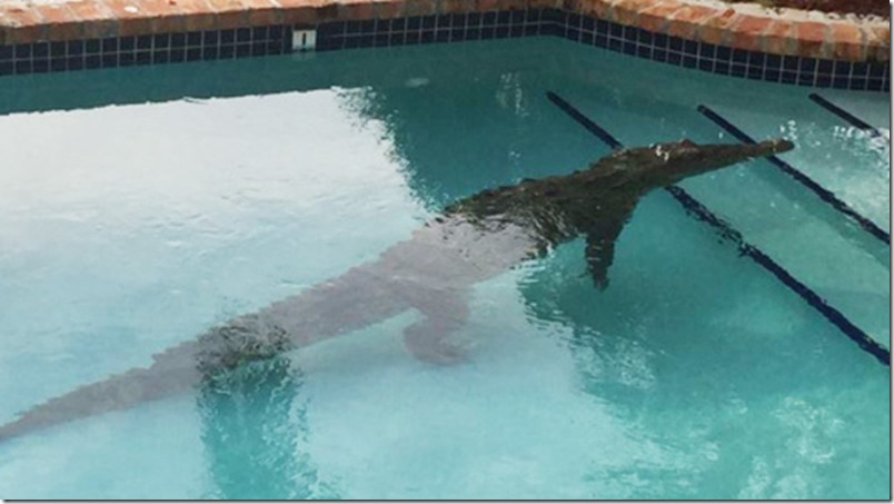 Hallan un cocodrilo en una piscina residencial en los Cayos de Florida