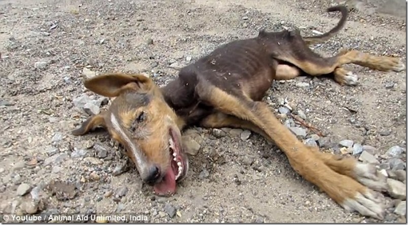 Este perrito estaba a punto de morir… mira lo que hizo cuando vio a sus rescatistas