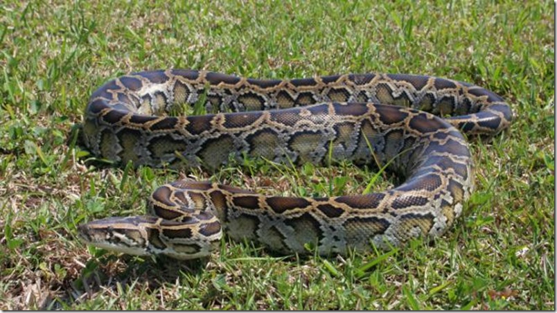 Más de 600 personas cazarán serpientes pitones en los Everglades de Florida