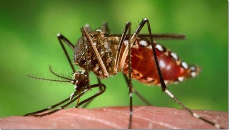 OMS: «Podemos esperar de tres a cuatro millones de casos de virus del Zika»