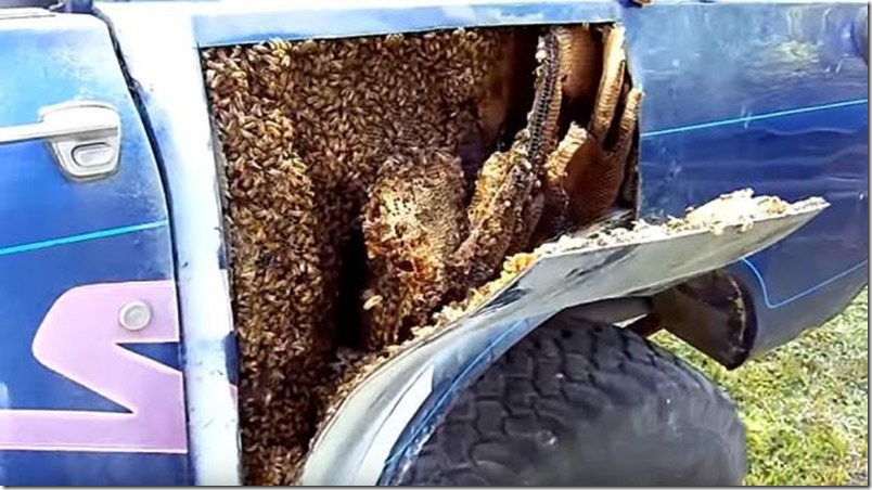 Fue a reparar su camioneta y al levantar la carrocería lo que encontró fue insólito (video)