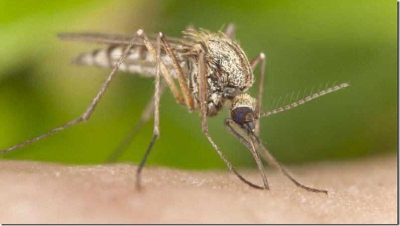 Culpan a Bill Gates de la epidemia mundial de zika
