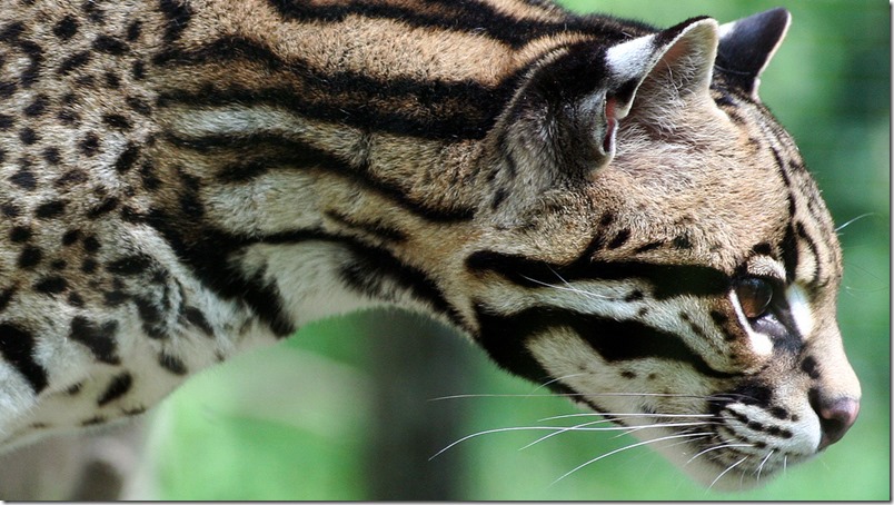 Reaparece en Argentina felino que se creía extinto hace una década