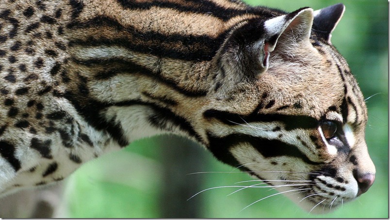 ocelote-argentina