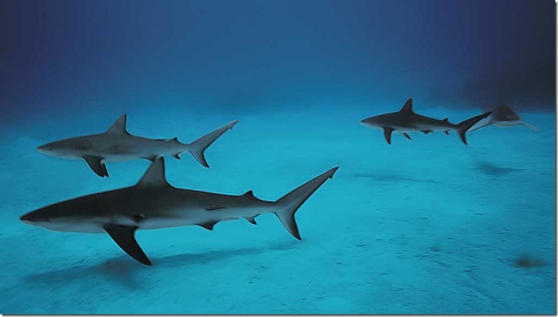Miles de tiburones aleta negra fueron avistados en costas del sur de Florida