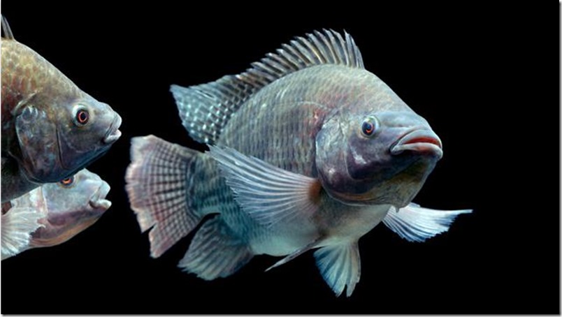 Cinco cosas que no sabías sobre la tilapia, el pez que sirve para hacer plástico