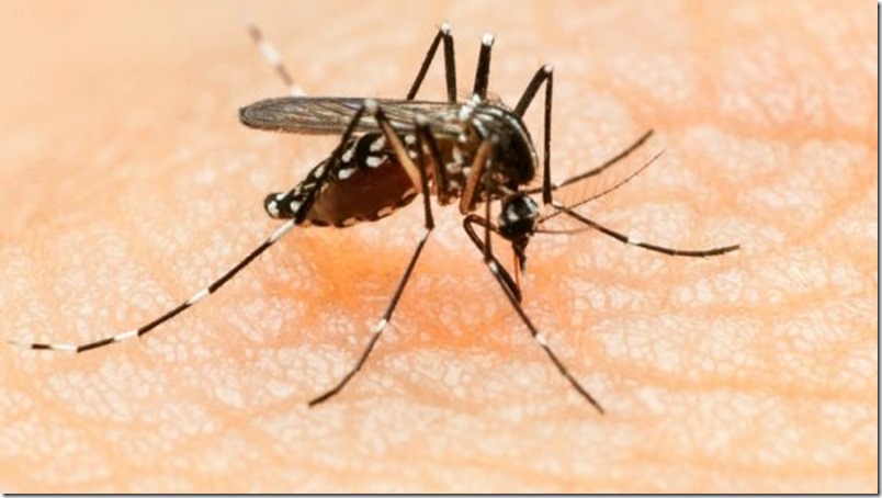 Clima de Florida es ideal para propagación del zika