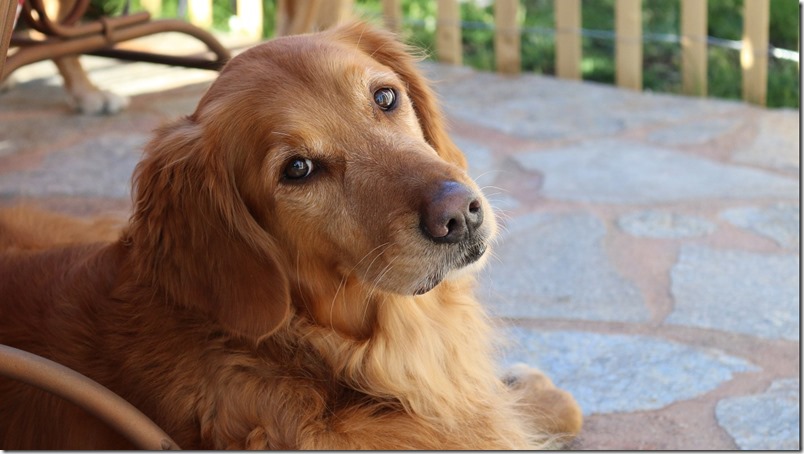 Como hacer feliz a tu perro - 4