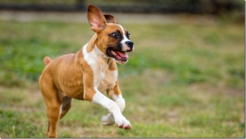 Como hacer feliz a tu perro