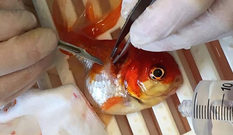 Operan de un tumor cerebral a pez doméstico en Reino Unido