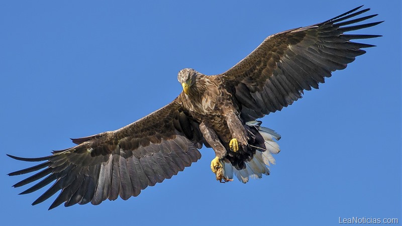 La importancia de reinventarse como las águilas para poder alzar vuelo de nuevo