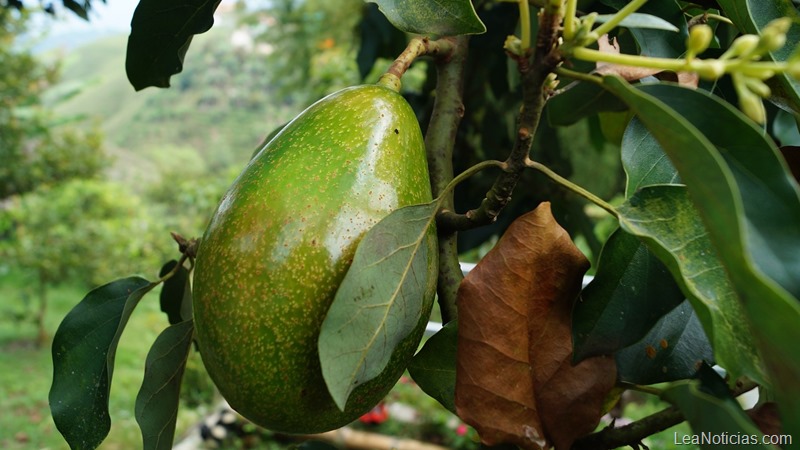 ¡Cuidado con los aguacates! Mira lo que te puede pasar si los pelas mal