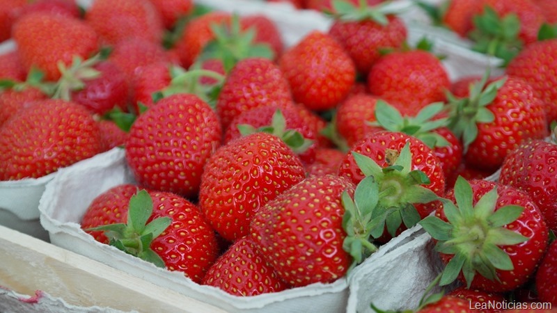 fresas