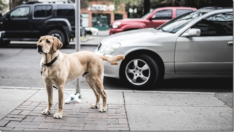 labrador