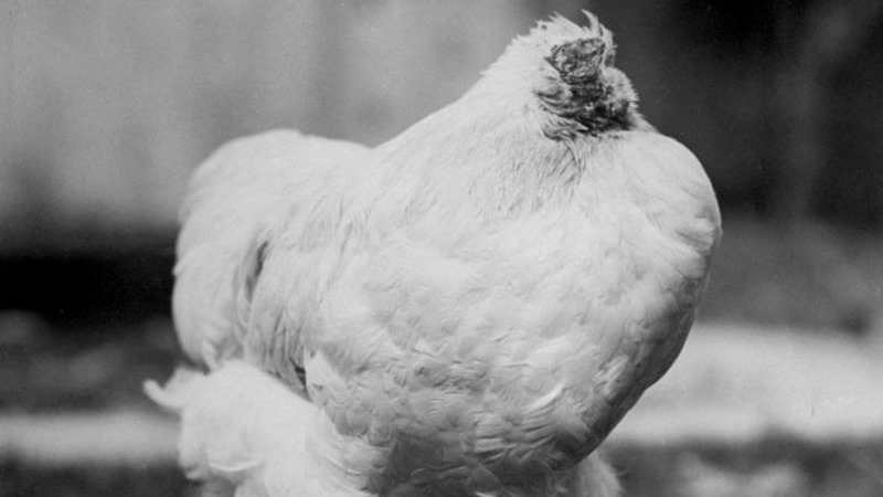 Conozca la historia de Mike, el pollo que vivió un año y medio sin cabeza