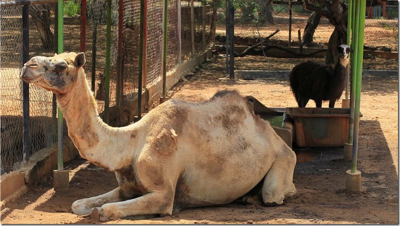 camello-zoo-zulia-reuters-isaac-urrutia