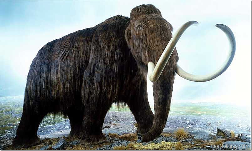 Sepa por qué la ciencia quiere “resucitar” al gran mamut lanudo