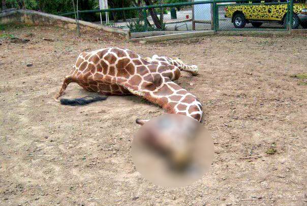 Noticia de la muerte de jirafa en zoológico en Barquisimeto es falsa