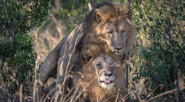 Escándalo en las redes por fotos tomadas a dos leones gays