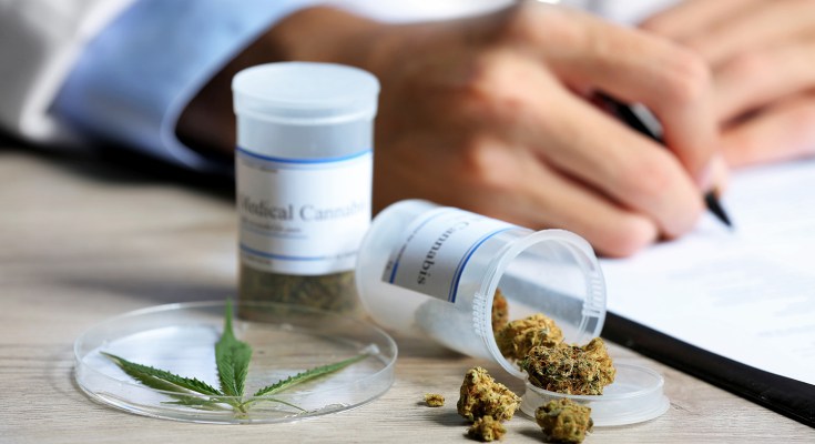 En 2018 iniciará cultivo de cannabis medicinal en Uruguay