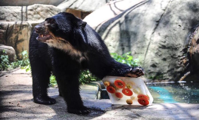 Osos y felinos del zoológico de Río recibieron helados para combatir el calor