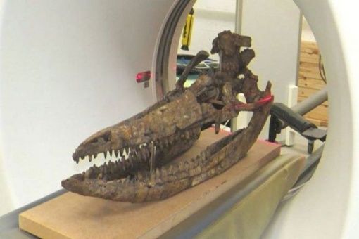 Así era el increíble «monstruo marino» prehistórico revelado tras más medio siglo de trabajos científicos