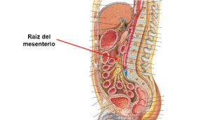 La ciencia descubre un nuevo órgano humano