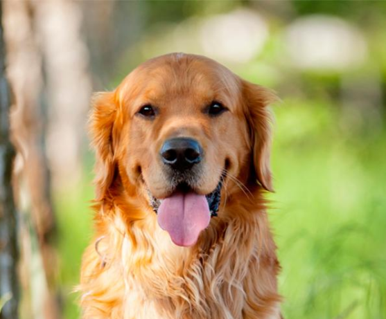10 curiosidades sobre los perros que te sorprenderán