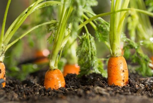 Los grandes beneficios de las zanahorias