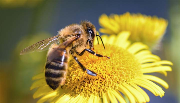 ¡Increíble! las abejas son capaces de hacer sumas y restas