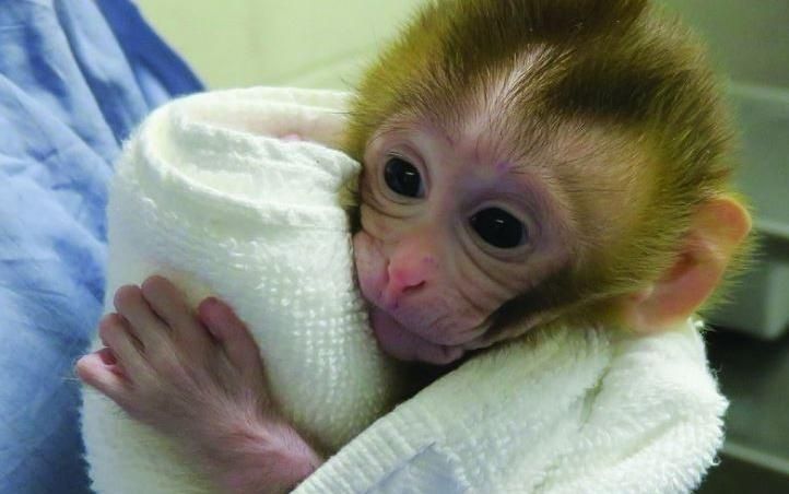 Nacimiento de mono es un paso para salvar la fertilidad de los niños con cáncer